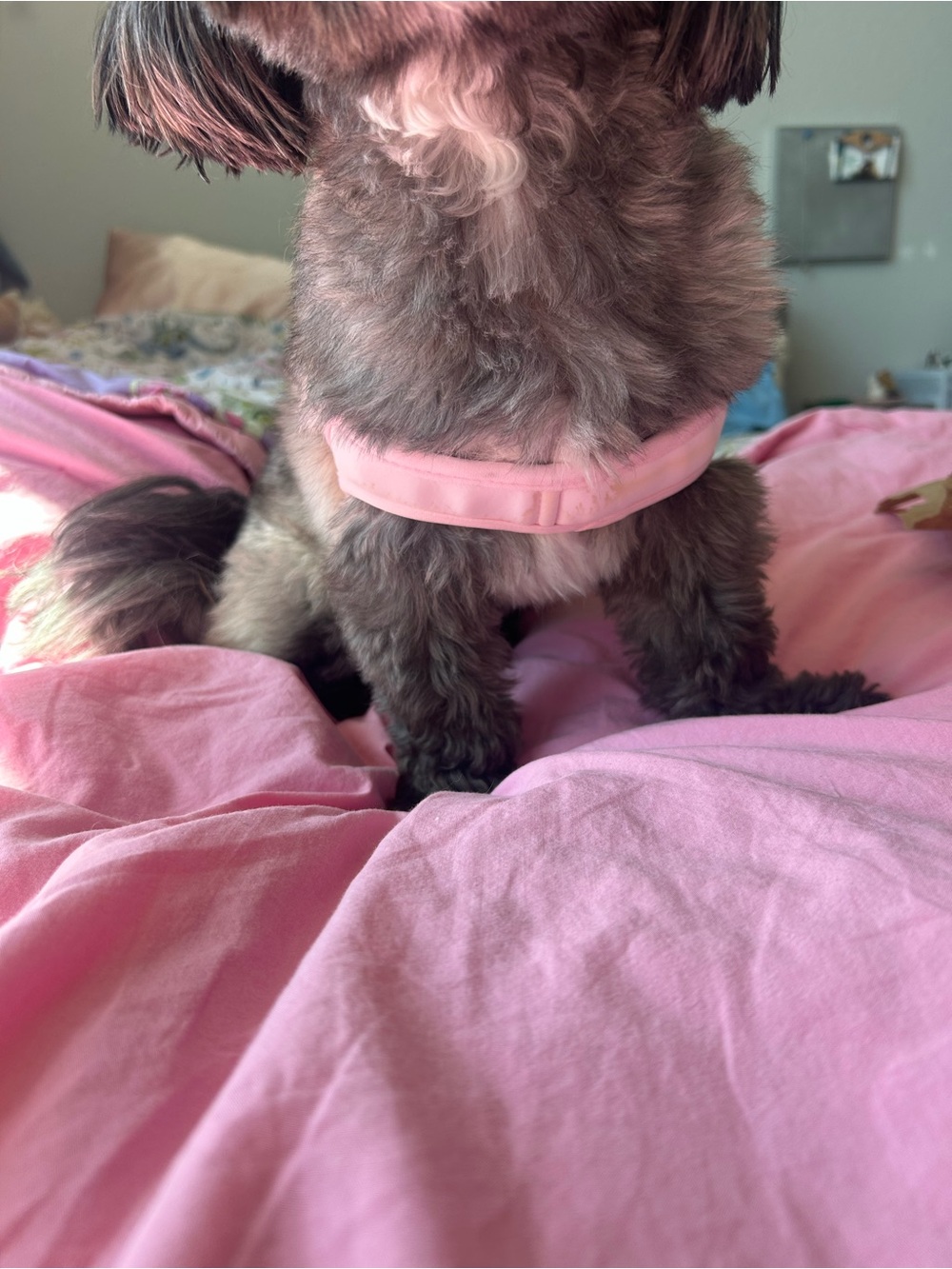 Pink Harness - Picture 8 of 9